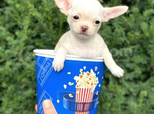 Mini Chihuahua Dişi Yavrumuz