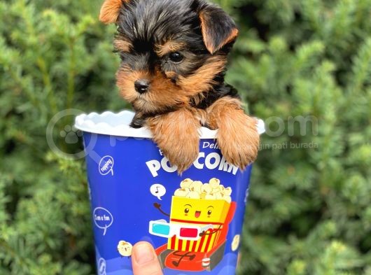 Safkan Yorkshire Terrier Yavrularımız görsel