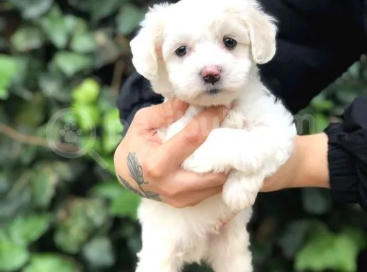 Mükemmel Dizayn Maltipoo Yavrular