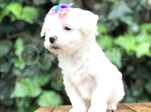 Maltipoo Yavrular