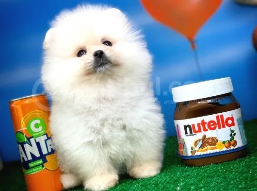 Pomeranian Boo Oğlumuz Alex