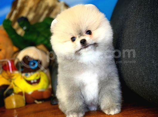 Irk Ve Sağlık Garantili Pomeranian Boo Yavrularımız görsel