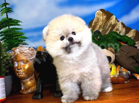 Oyuncu Yakışıklı Pomeranian Boo Oğlumuz Çapkın görsel