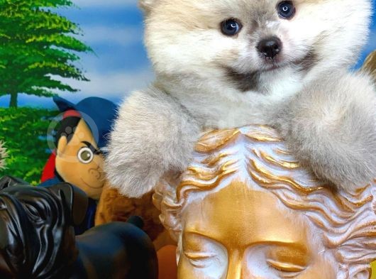 Oyuncu Yakışıklı Pomeranian Boo Oğlumuz Çapkın görsel