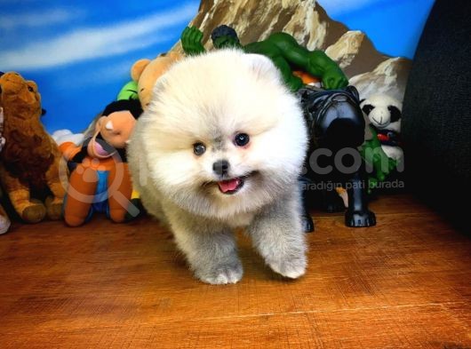 Irk Ve Sağlık Garantili Pomeranian Boo Yavrularımız görsel
