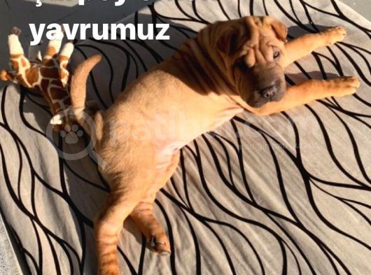 Sharpeı Erkek Yavrumuz görsel