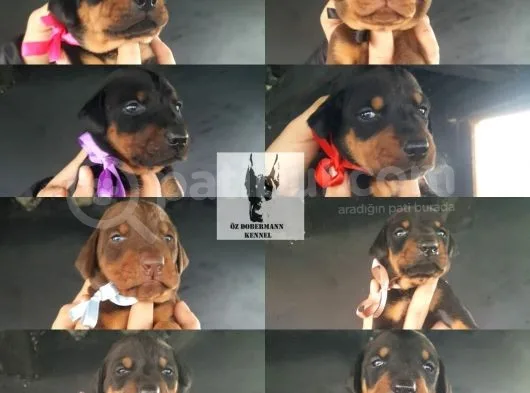 Öz Dobermann Kennel - Sağlıklı Kaliteli Dobermann Yavruları