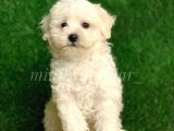 Safkan İrk Garantili F1 Maltipoo Yavrularimiz