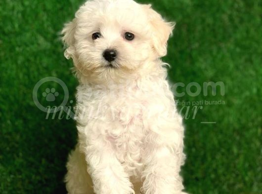 Safkan İrk Garantili F1 Maltipoo Yavrularimiz görsel