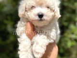 Safkan F1 Erkek Maltipoo Yavrumuz Ureticiden