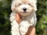 Safkan F1 Erkek Maltipoo Yavrumuz Ureticiden