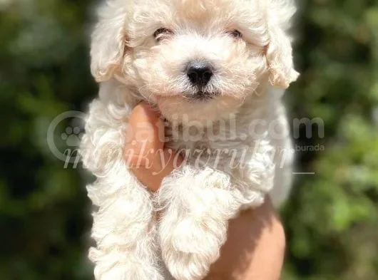 Safkan F1 Erkek Maltipoo Yavrumuz Ureticiden