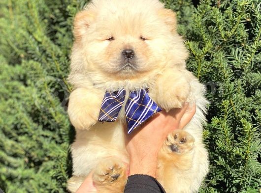 Muhteşem Kali̇te Chow Chow Erkek Yavrular görsel