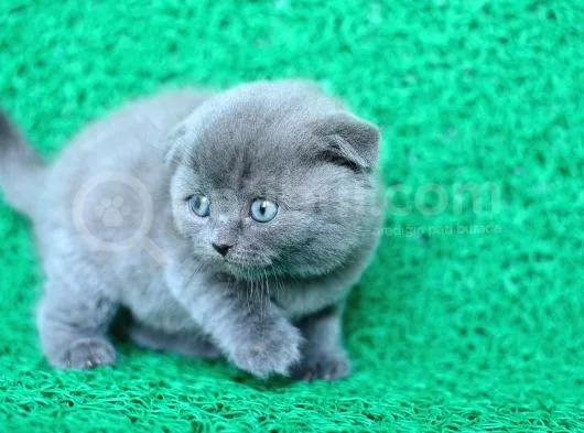 Irk Ve Sağlık Garantili Scottish Fold Yavrular