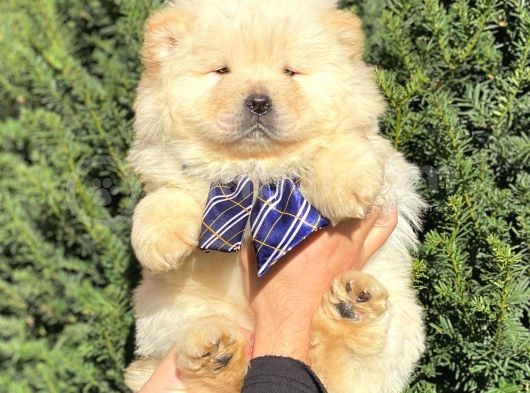Muhteşem Kali̇te Chow Chow Erkek Yavrular görsel