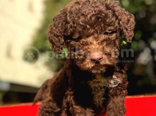 Uygun Poodle görsel