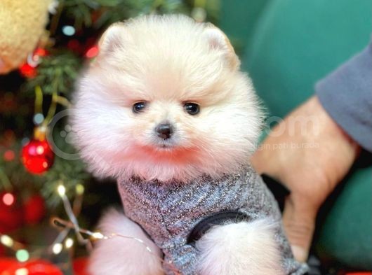 Pomerian görsel