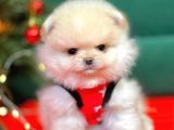 Pomerian