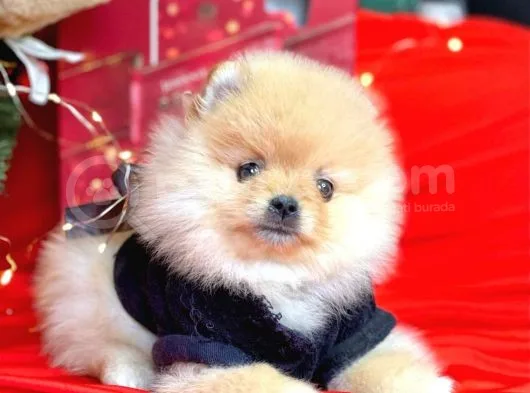 Pomerian