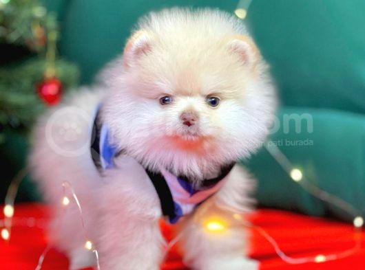 1. Sınıf Pomeranian Yavrular görsel