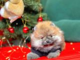 1. Sınıf Pomeranian Yavrular