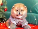 1. Sınıf Pomeranian Yavrular