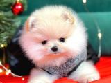 1. Sınıf Pomeranian Yavrular