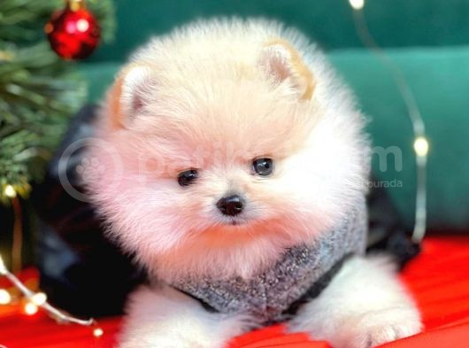 1. Sınıf Pomeranian Yavrular görsel