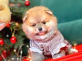 1. Sınıf Pomeranian Yavrular
