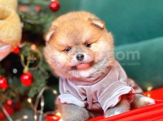 1. Sınıf Pomeranian Yavrular görsel