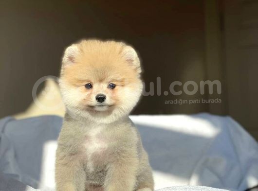 1. Sınıf Pomeranian Yavrular görsel