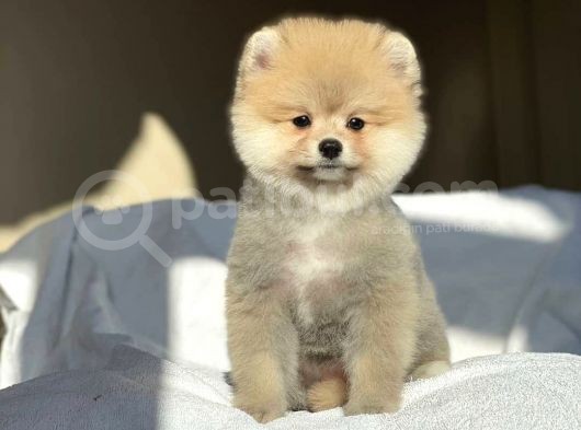 1. Sınıf Pomeranian Yavrular görsel