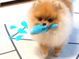 Pomeranian Boo Yavruları
