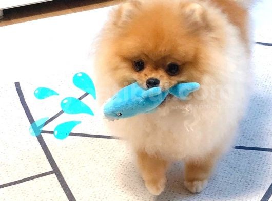 Pomeranian Boo Yavruları görsel