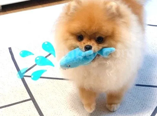 Pomeranian Boo Yavruları