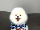 Teddy Face Irk Garantili Pomeranian Boo Yavrularimiz