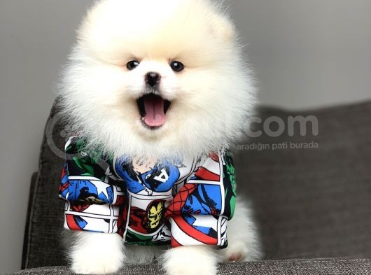 Teddy Face Irk Garantili Pomeranian Boo Yavrularimiz görsel
