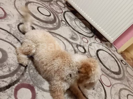 Poodle - Malti̇po Arasi Görünüme Sahi̇p Kisir Erkek. görsel
