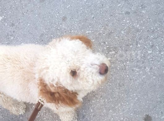 Poodle - Malti̇po Arasi Görünüme Sahi̇p Kisir Erkek. görsel