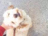 Poodle - Malti̇po Arasi Görünüme Sahi̇p Kisir Erkek.