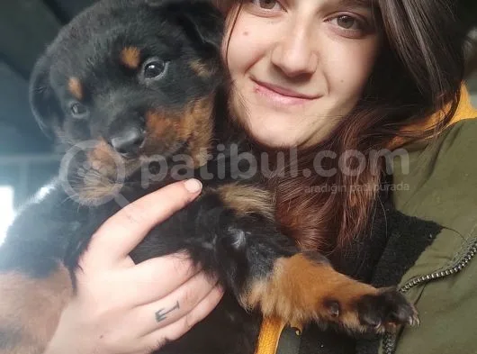 Rottweiler Yavru (Bursa Köpek Okulu)