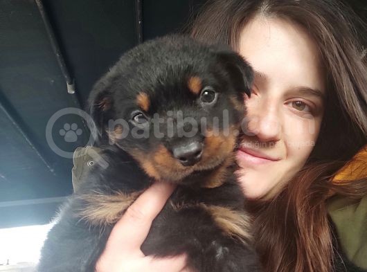Rottweiler Yavru (Bursa Köpek Okulu) görsel