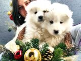 Samoyed Yavru (Bursa Köpek Okulu)