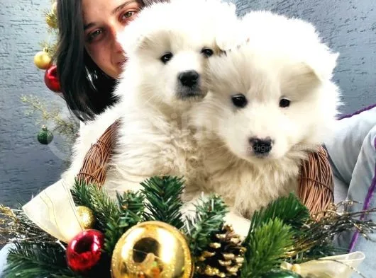 Samoyed Yavru (Bursa Köpek Okulu)