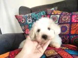 Minis Bebeklerim