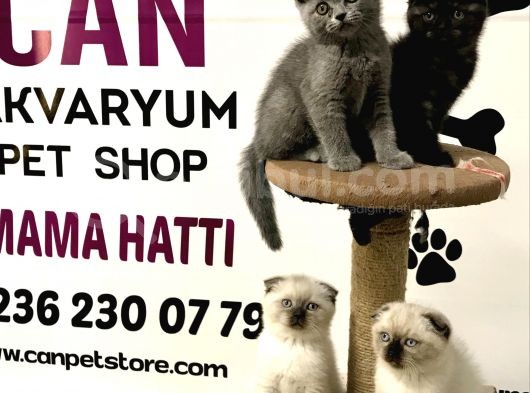 30 Yillik Canpetten Scotti̇sh Ve Bri̇ti̇sh Yavrulari Aşili Ki̇mli̇kli̇ görsel