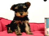 30 Yıllık Canpetten Teacup Yorkshire Terrier Yavruları