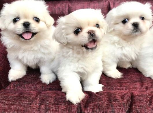 30 Yıllık  Canpetten Pekinez Yavrularımız