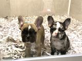 30 Yillik Canpetten Fawn Ve Merle French Bulldog Yavrulari