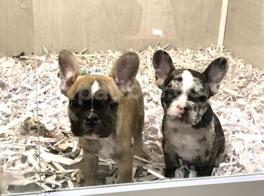 30 Yillik Canpetten Fawn Ve Merle French Bulldog Yavrulari görsel